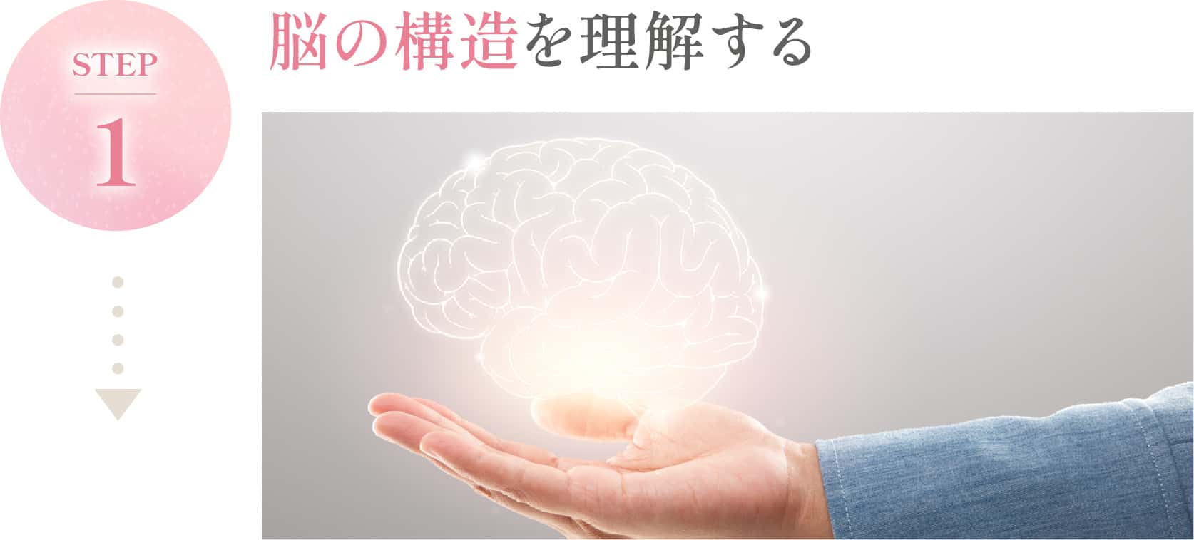 脳の構造を理解する